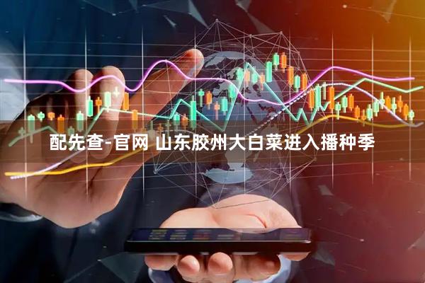 配先查-官网 山东胶州大白菜进入播种季